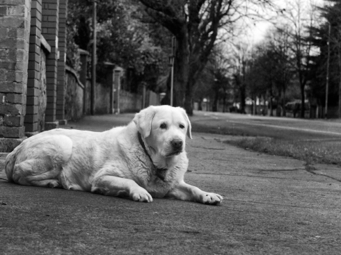 Dog on the pavement